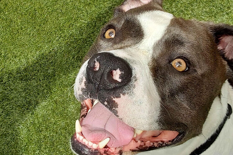 Aggressive Dog Training