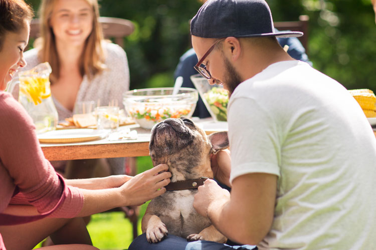 In Home Dog Training