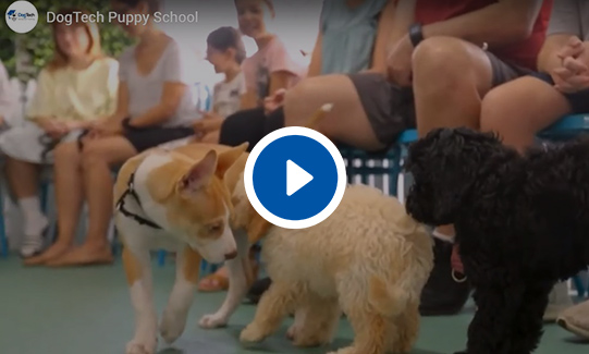 DogTech Puppy School Video